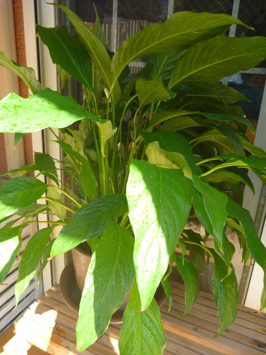 f:id:verandarosegarden:20190817114629j:plain f:id:verandarosegarden:20190817114629j:plain