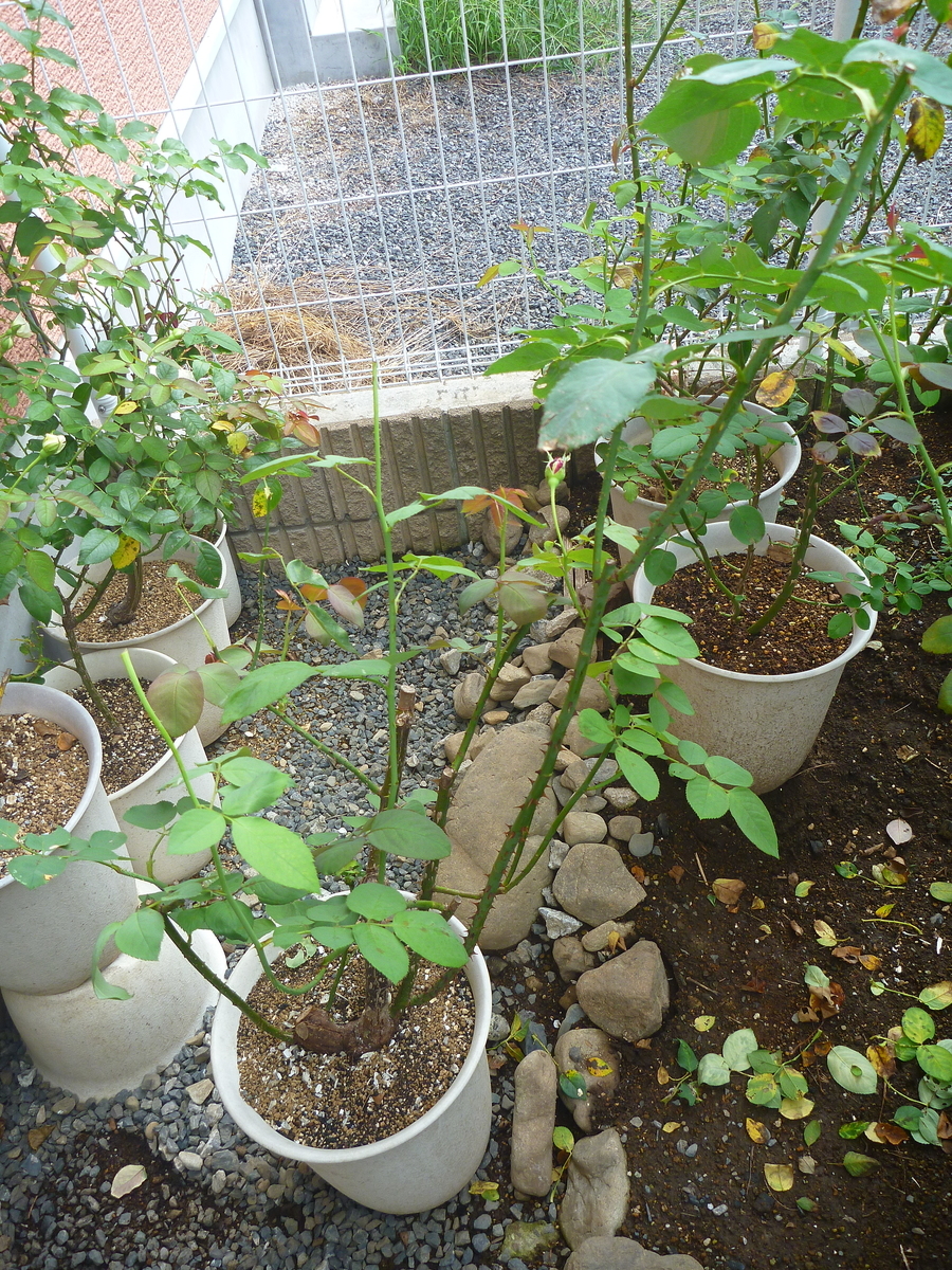 f:id:verandarosegarden:20190901134904j:plain f:id:verandarosegarden:20190901134904j:plain