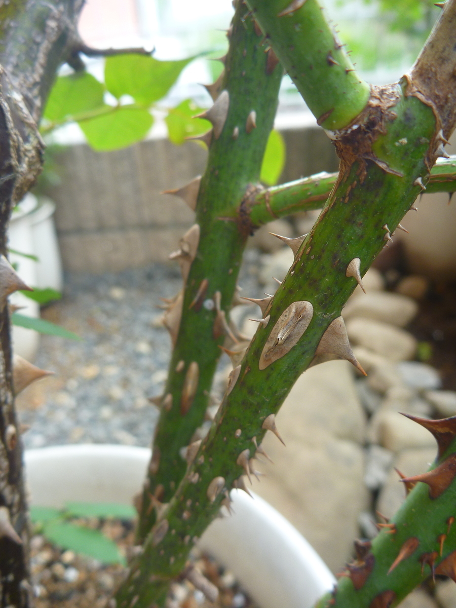 f:id:verandarosegarden:20190901135106j:plain f:id:verandarosegarden:20190901135106j:plain