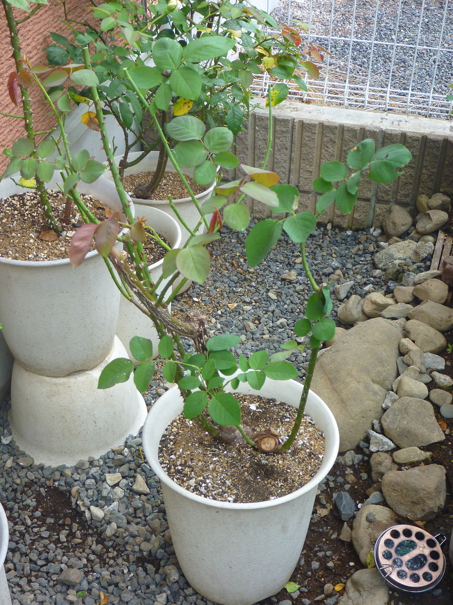 f:id:verandarosegarden:20190901135203j:plain f:id:verandarosegarden:20190901135203j:plain