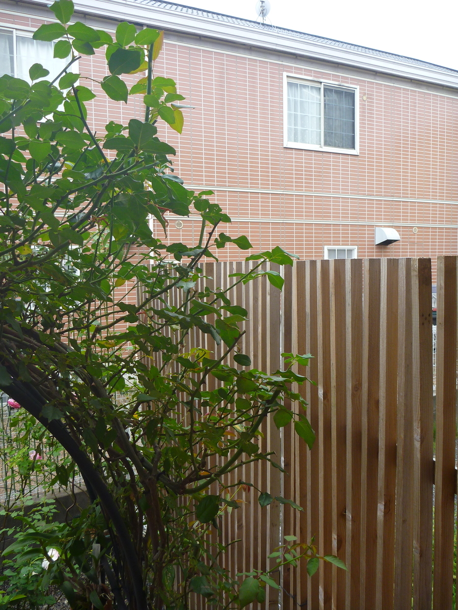 f:id:verandarosegarden:20190908174456j:plain