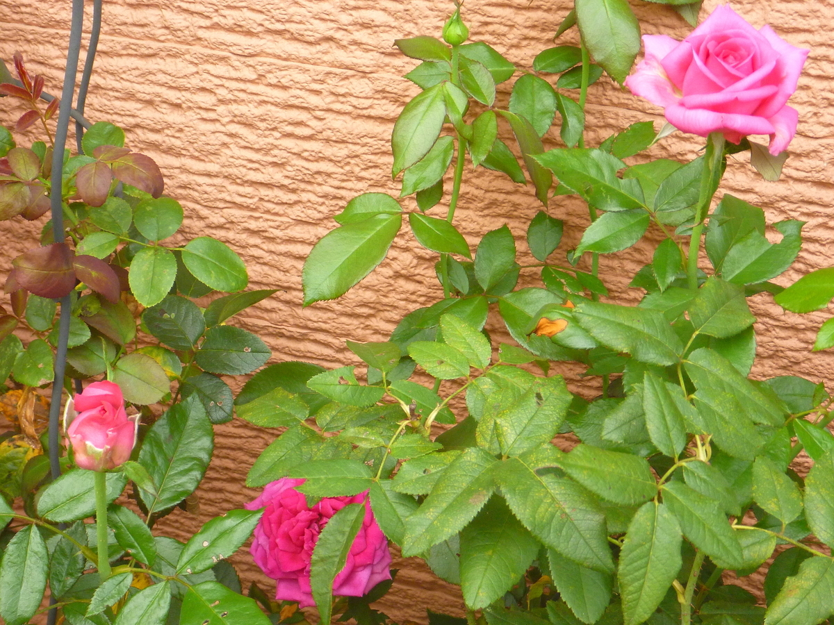 f:id:verandarosegarden:20190910151926j:plain