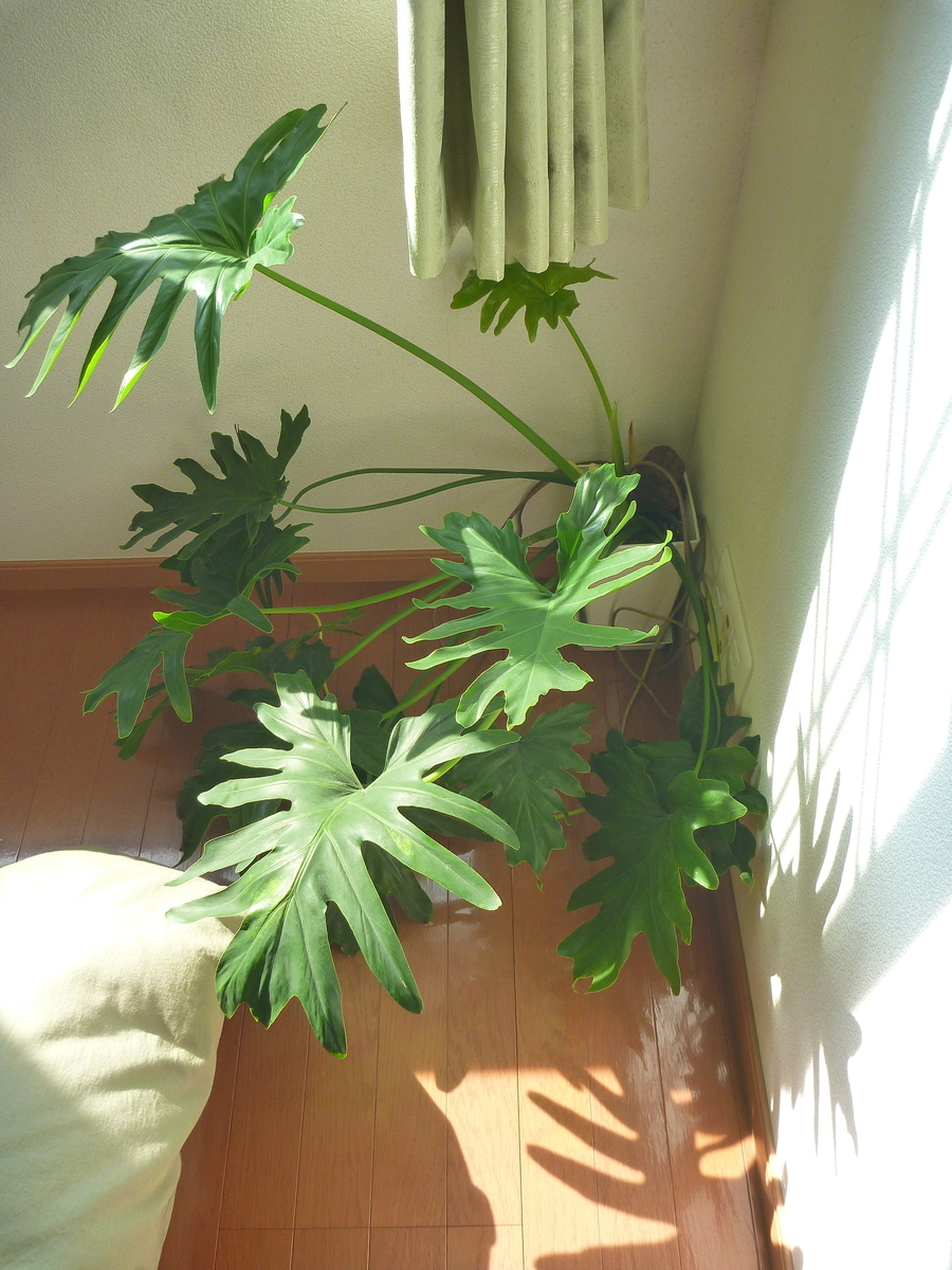 f:id:verandarosegarden:20190927144401j:plain