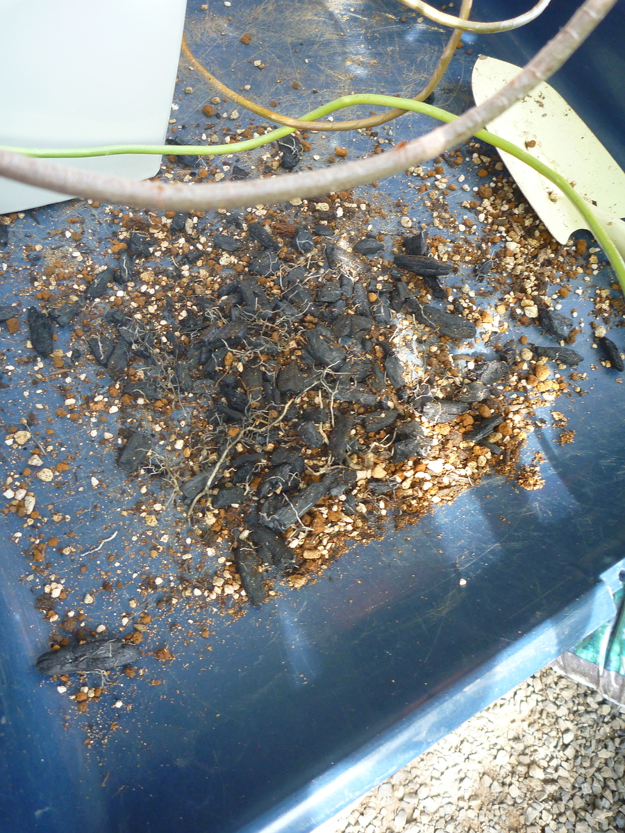 f:id:verandarosegarden:20190927150029j:plain