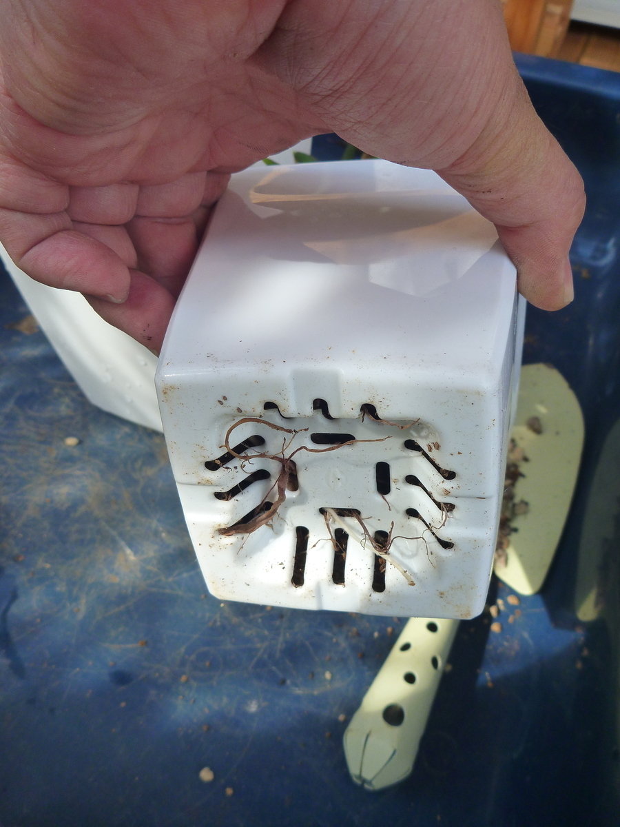 f:id:verandarosegarden:20190927151822j:plain