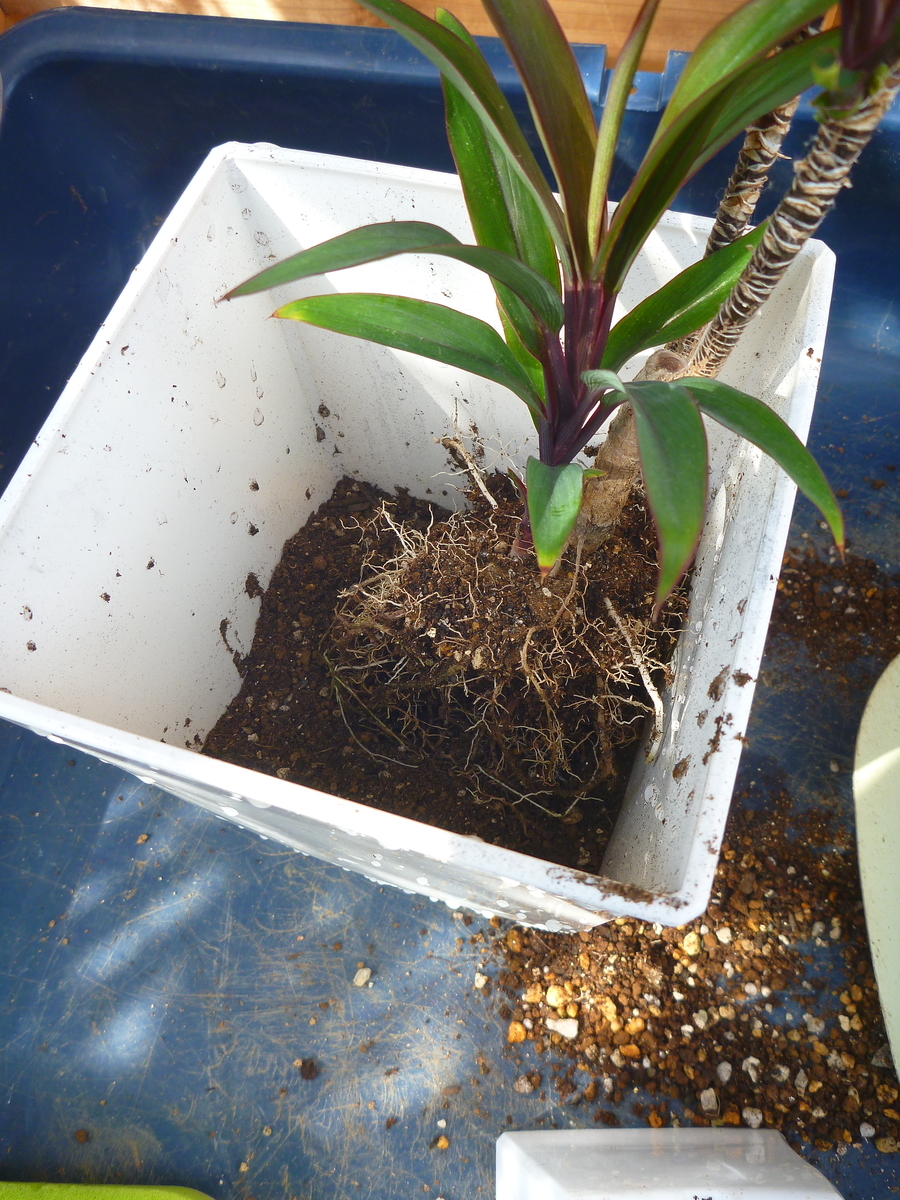 f:id:verandarosegarden:20190927151936j:plain