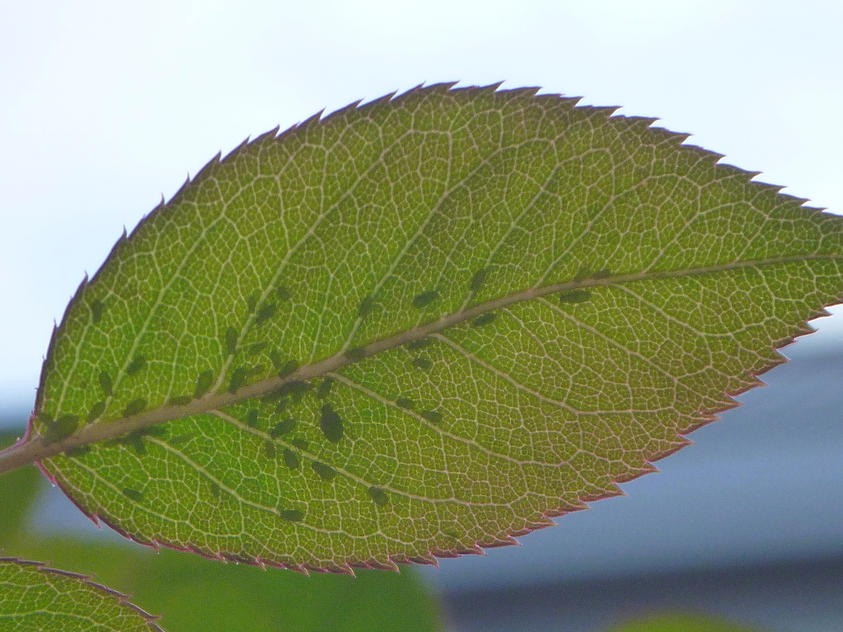 f:id:verandarosegarden:20191001215246j:plain