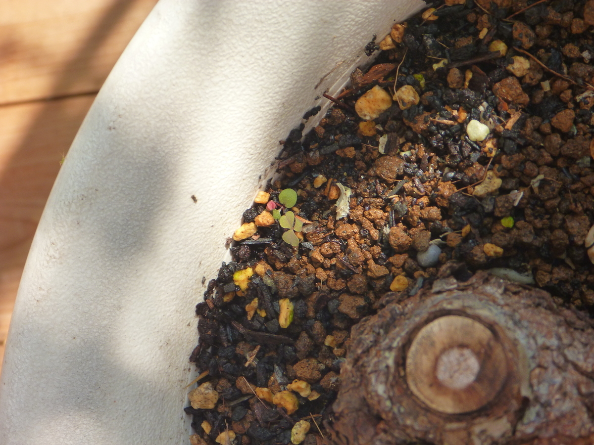 f:id:verandarosegarden:20191002133540j:plain f:id:verandarosegarden:20191002133540j:plain