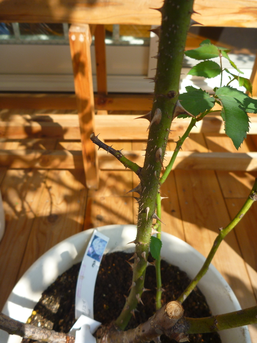 f:id:verandarosegarden:20191002133630j:plain f:id:verandarosegarden:20191002133630j:plain