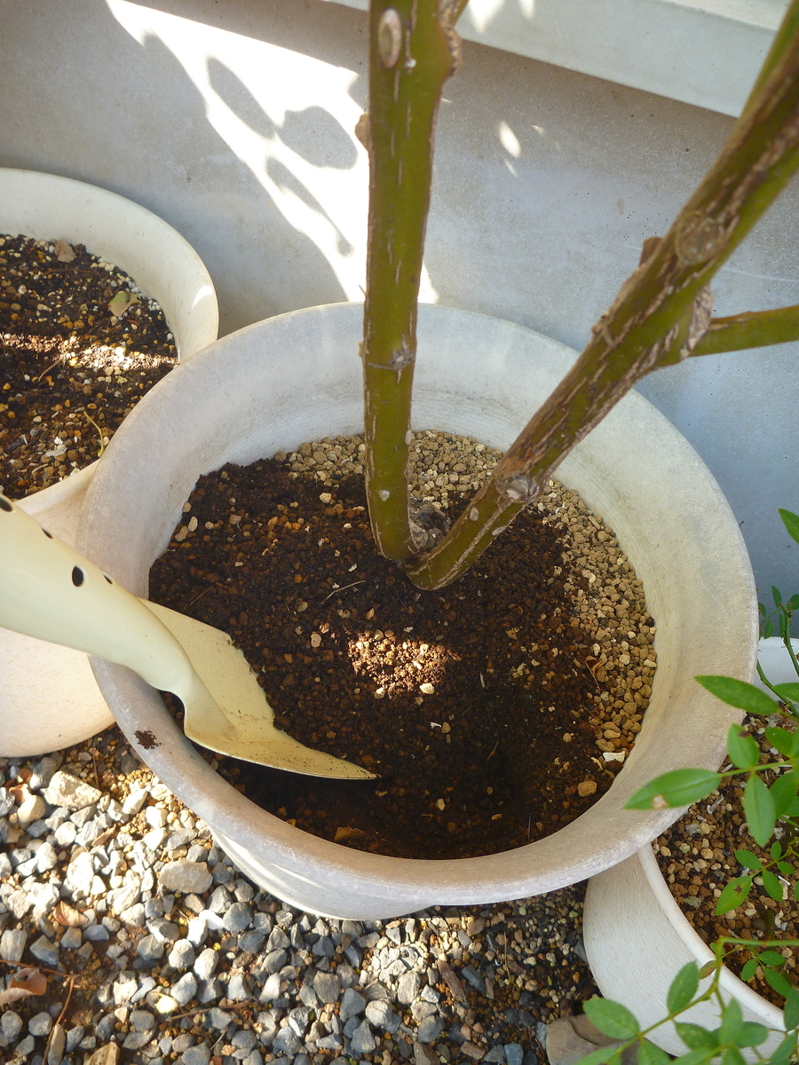 f:id:verandarosegarden:20191002162036j:plain f:id:verandarosegarden:20191002162036j:plain