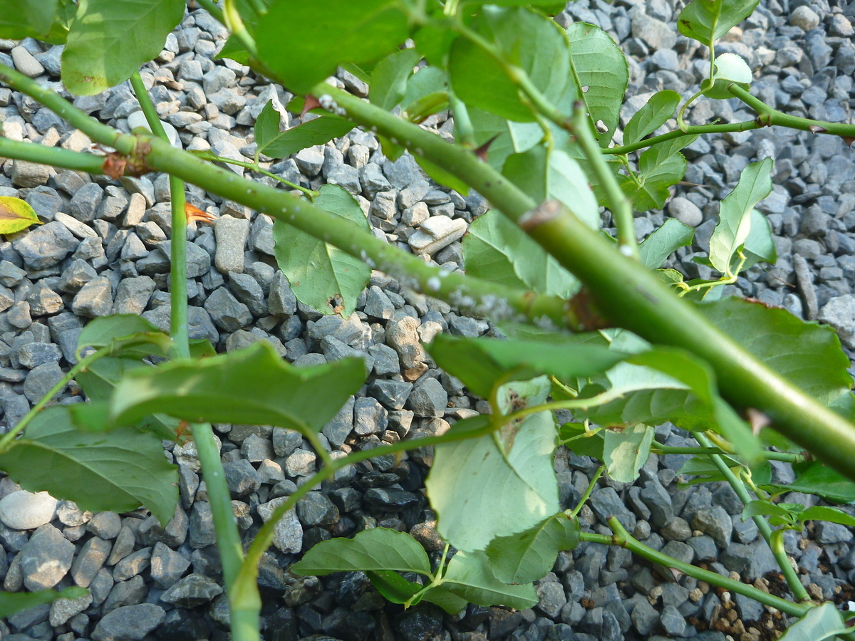 f:id:verandarosegarden:20191002162553j:plain f:id:verandarosegarden:20191002162553j:plain