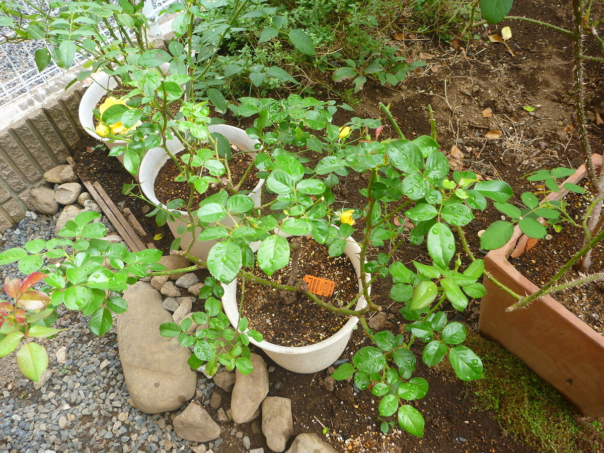 f:id:verandarosegarden:20191006164758j:plain