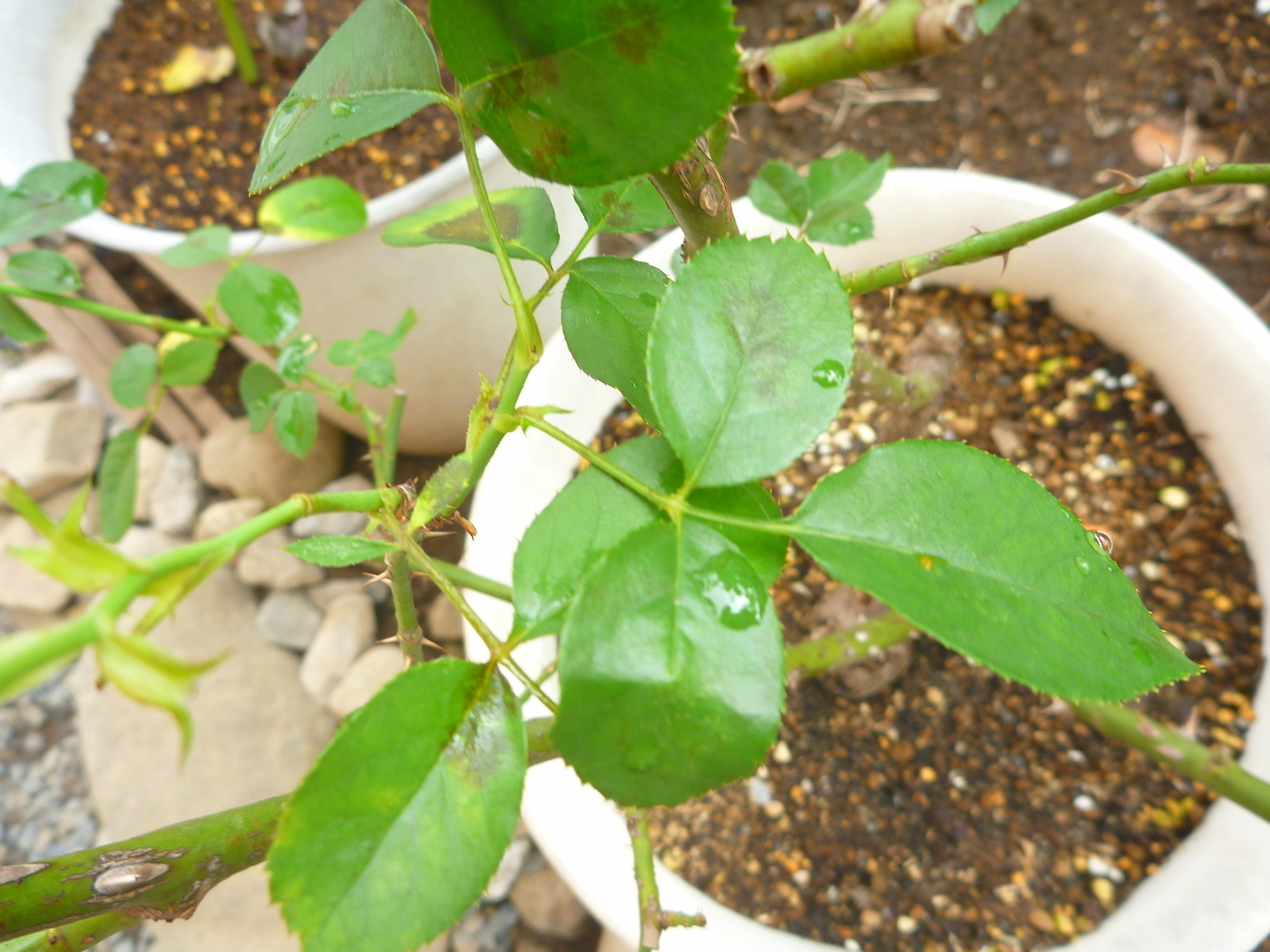 f:id:verandarosegarden:20191006164915j:plain