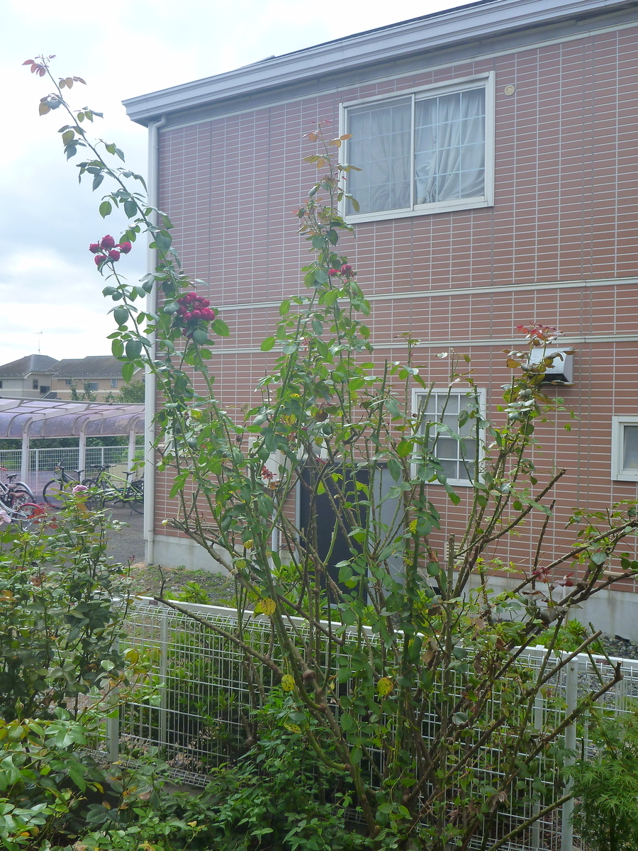 f:id:verandarosegarden:20191007160907j:plain f:id:verandarosegarden:20191007160907j:plain