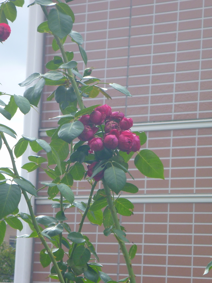f:id:verandarosegarden:20191007161029j:plain f:id:verandarosegarden:20191007161029j:plain