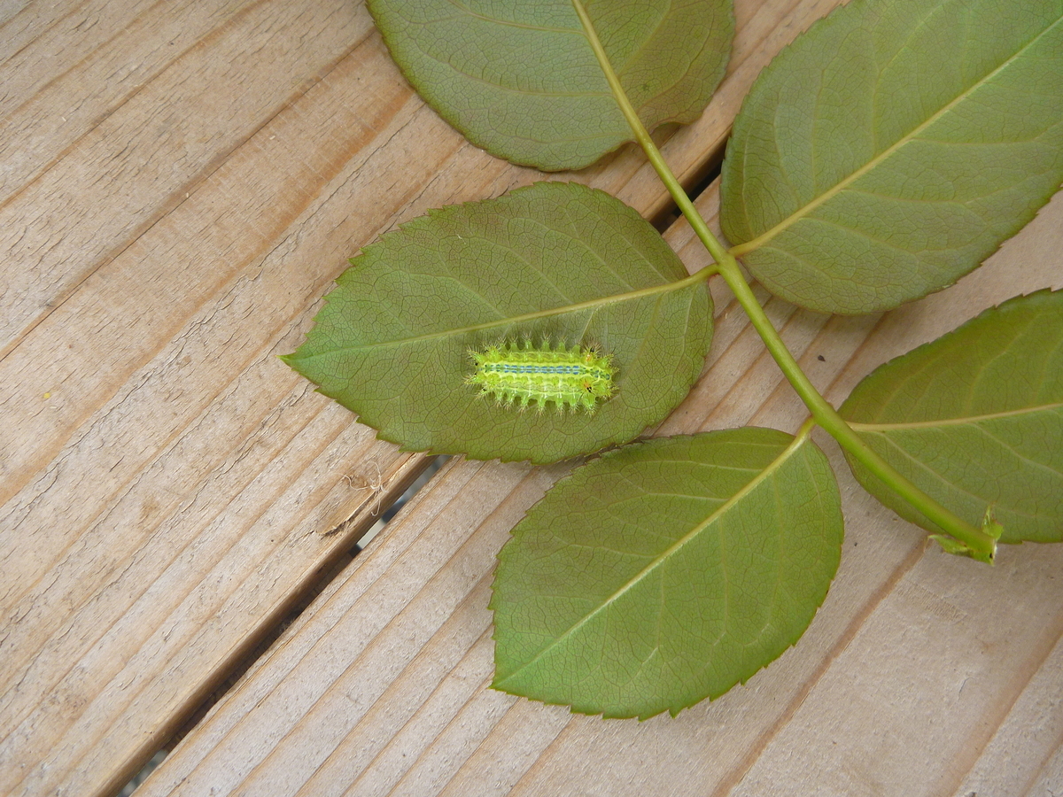 f:id:verandarosegarden:20191007161541j:plain f:id:verandarosegarden:20191007161541j:plain