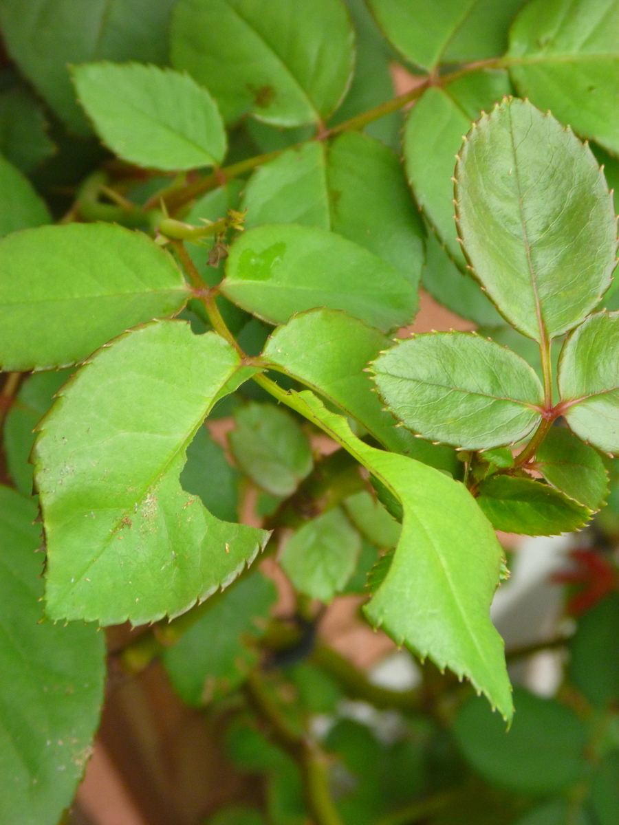 f:id:verandarosegarden:20191008090646j:plain f:id:verandarosegarden:20191008090646j:plain
