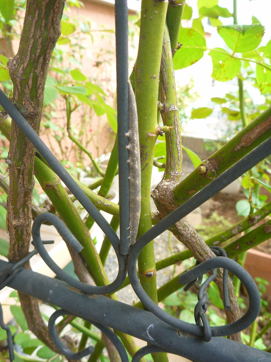 f:id:verandarosegarden:20191008091848j:plain f:id:verandarosegarden:20191008091848j:plain