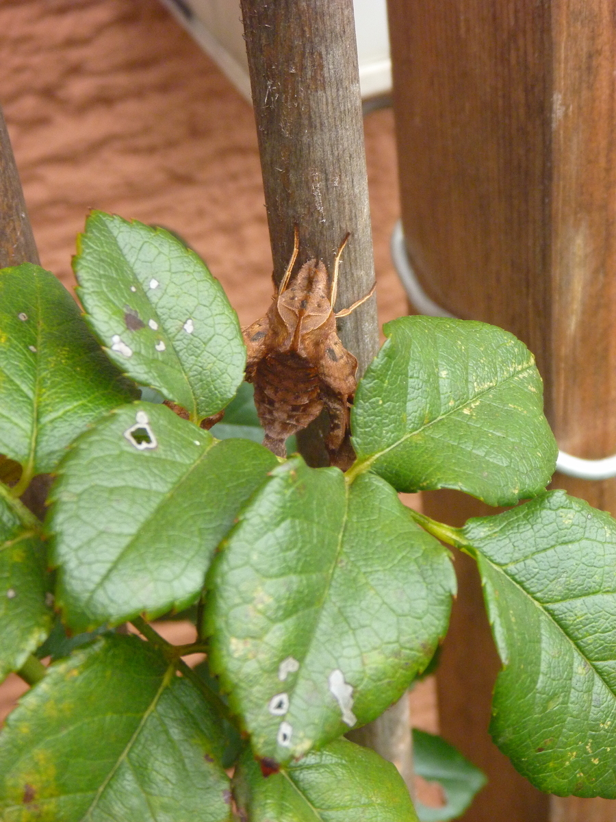 f:id:verandarosegarden:20191008092008j:plain f:id:verandarosegarden:20191008092008j:plain