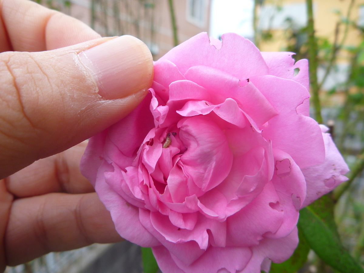 f:id:verandarosegarden:20191018100511j:plain