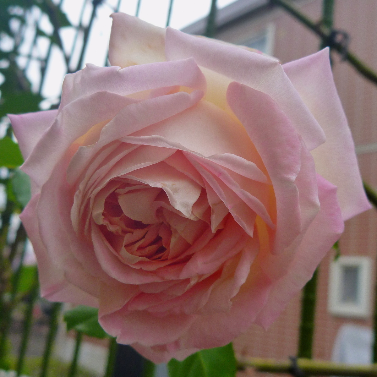 f:id:verandarosegarden:20191021102246j:plain