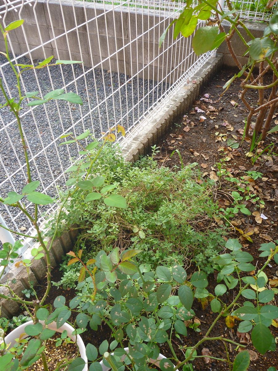 f:id:verandarosegarden:20191027145336j:plain