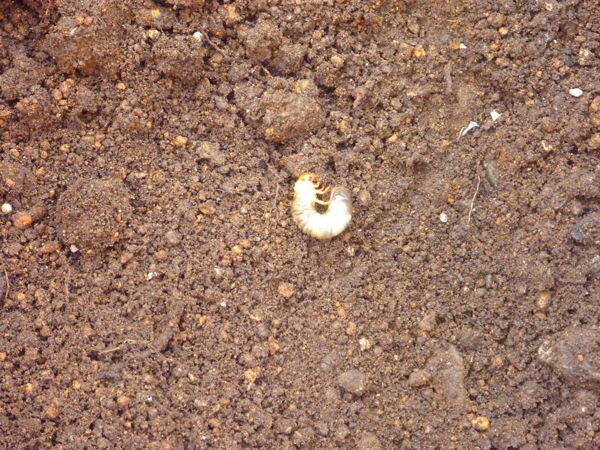 f:id:verandarosegarden:20191027145622j:plain