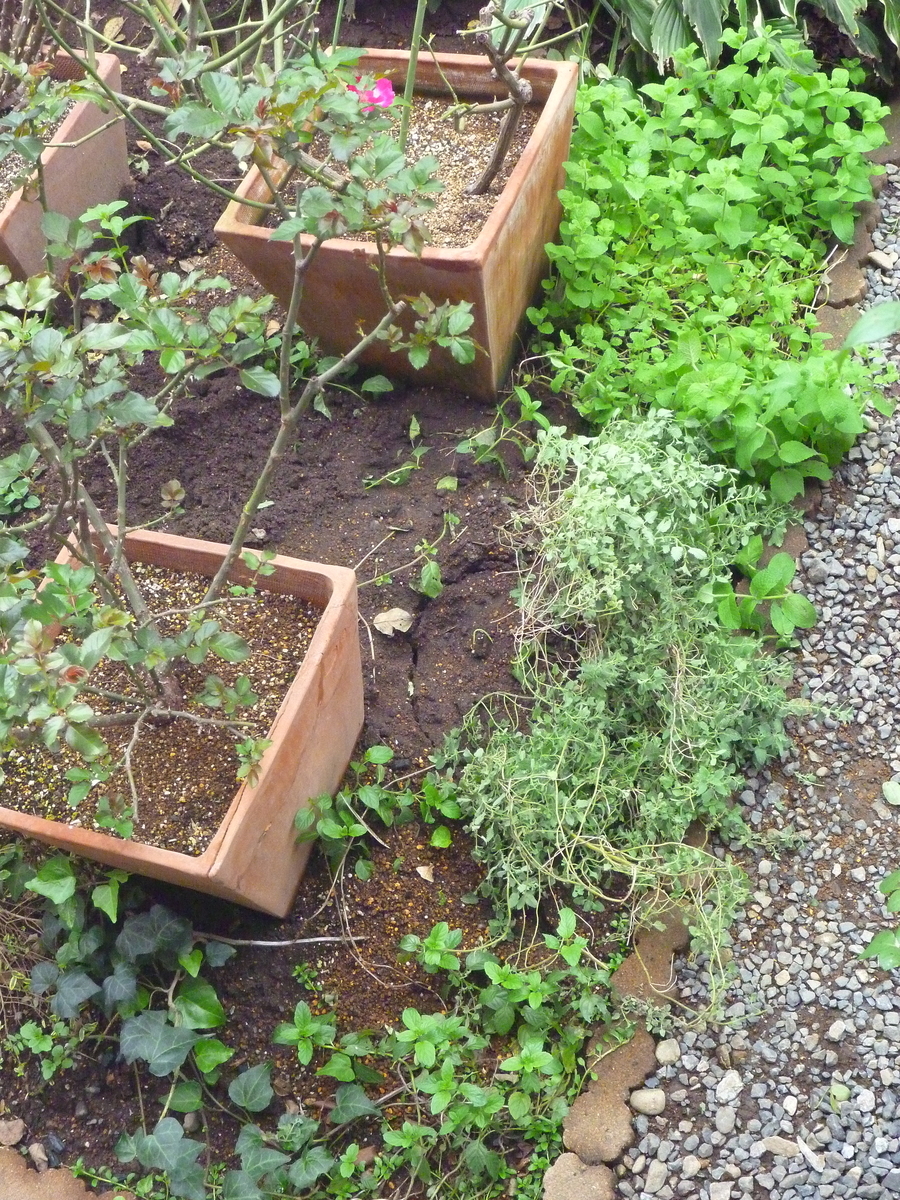 f:id:verandarosegarden:20191027145925j:plain