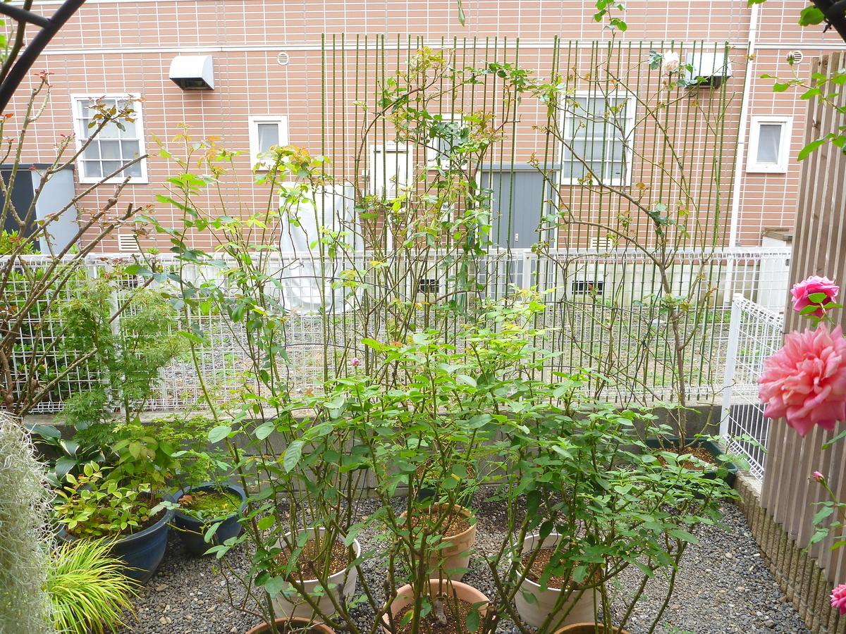 f:id:verandarosegarden:20191101083642j:plain f:id:verandarosegarden:20191101083642j:plain