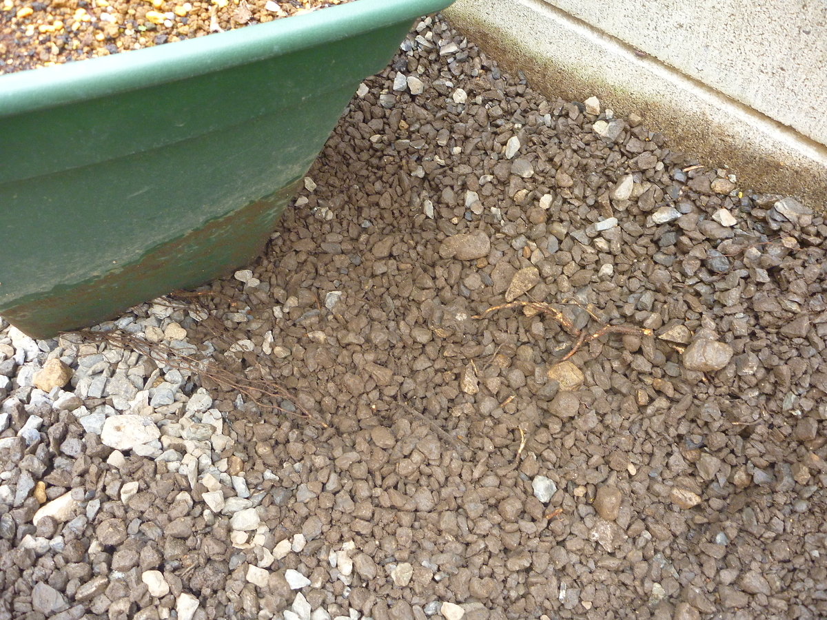 f:id:verandarosegarden:20191101084200j:plain f:id:verandarosegarden:20191101084200j:plain