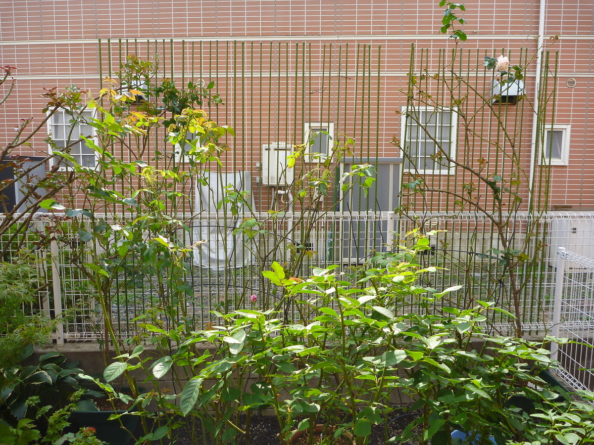 f:id:verandarosegarden:20191101084347j:plain f:id:verandarosegarden:20191101084347j:plain