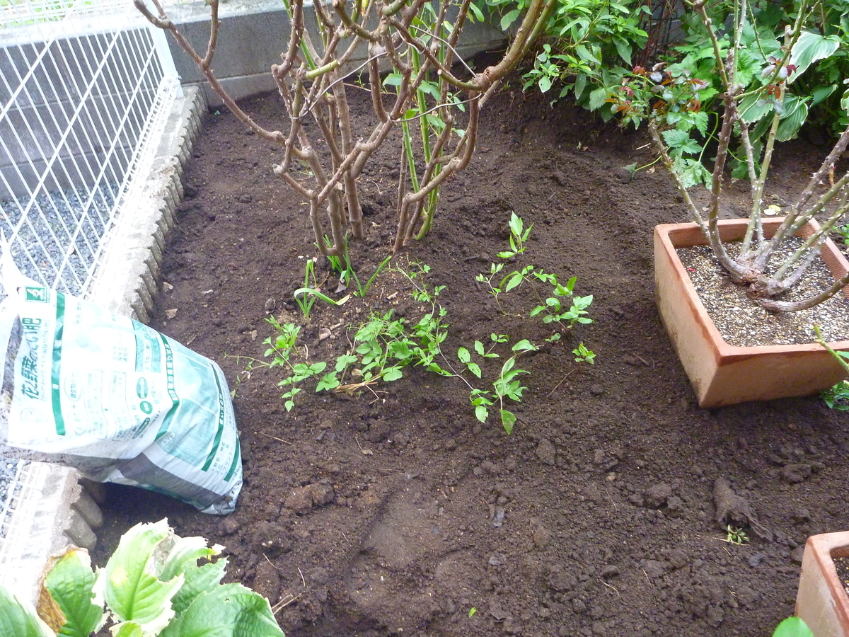 f:id:verandarosegarden:20191101092500j:plain