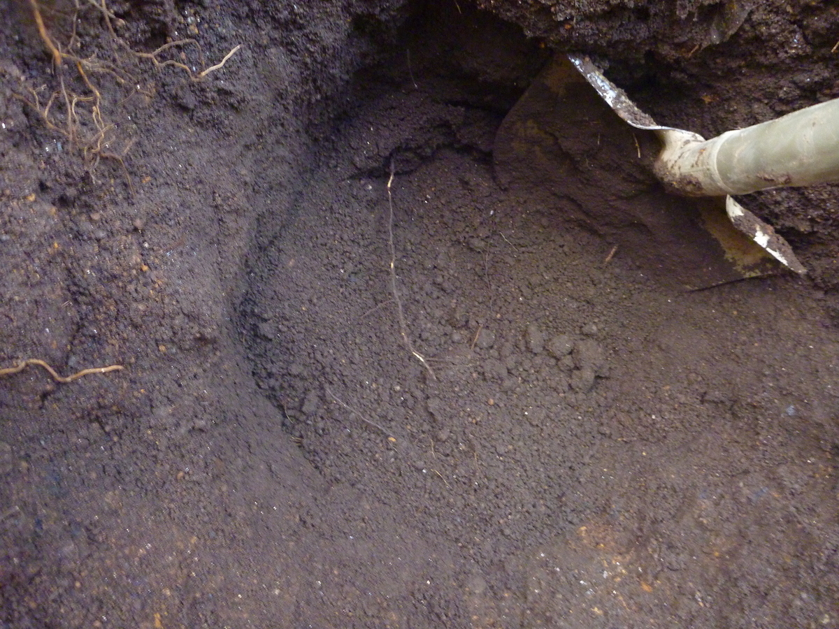 f:id:verandarosegarden:20191101093017j:plain