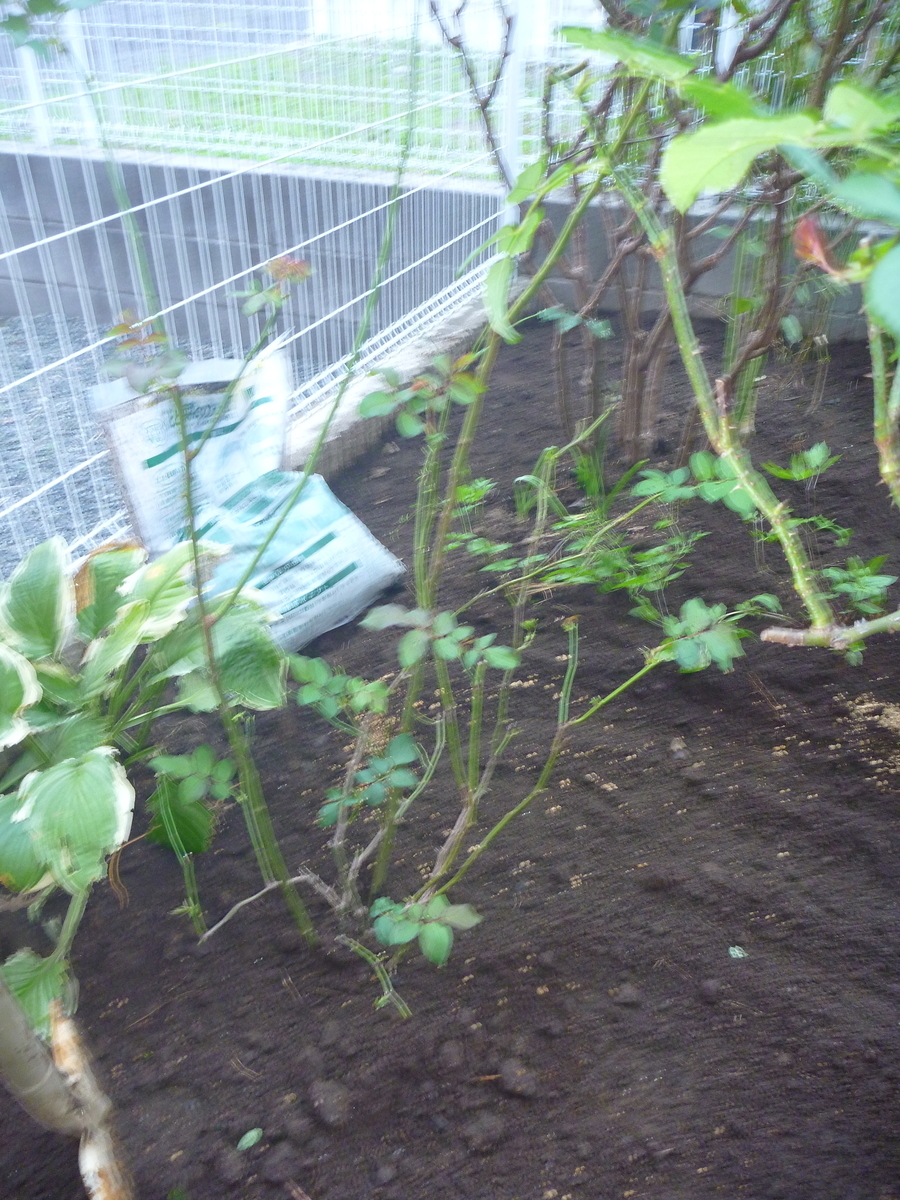 f:id:verandarosegarden:20191101093543j:plain