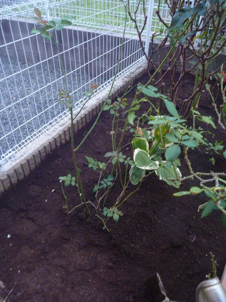 f:id:verandarosegarden:20191101093659j:plain