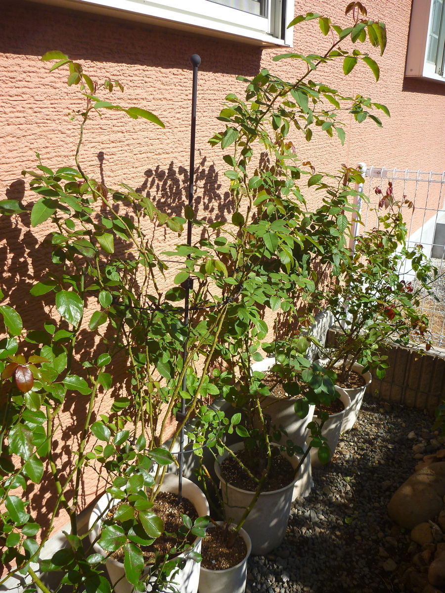 f:id:verandarosegarden:20191106175103j:plain