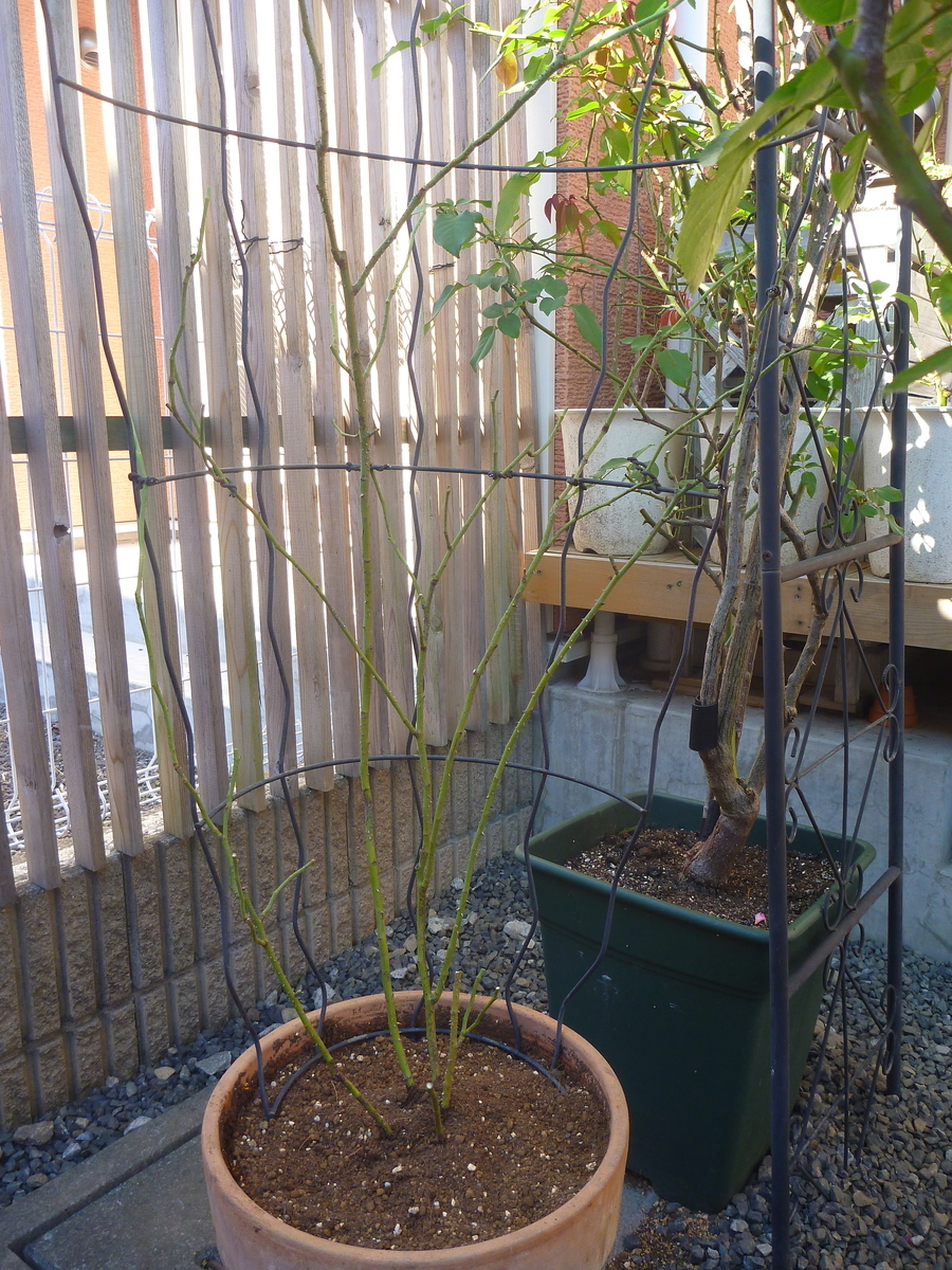 f:id:verandarosegarden:20191106181251j:plain