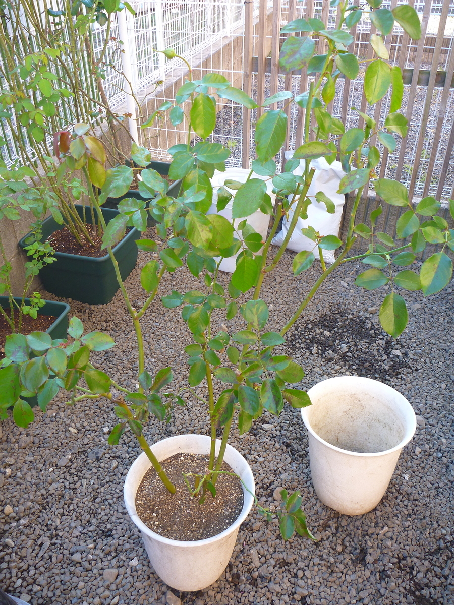 f:id:verandarosegarden:20191106182752j:plain f:id:verandarosegarden:20191106182752j:plain