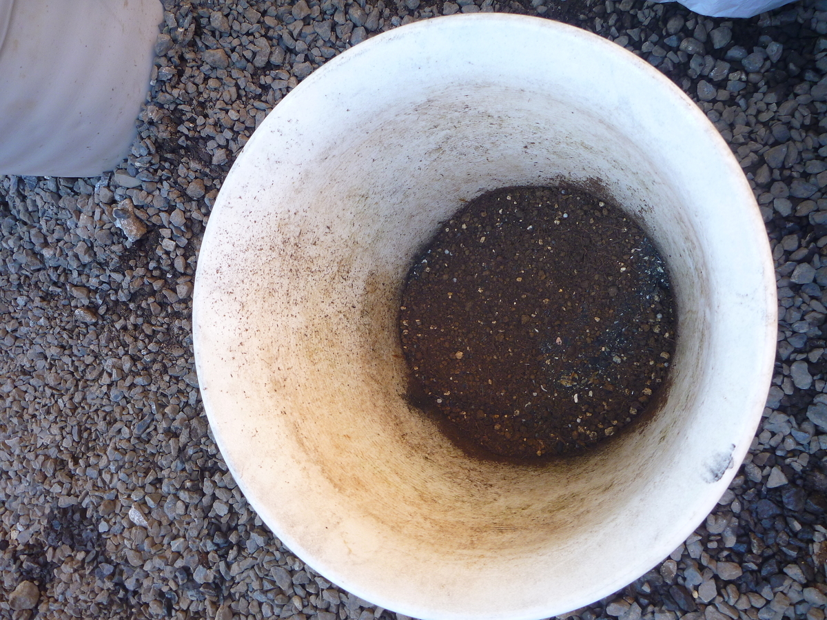 f:id:verandarosegarden:20191106184631j:plain f:id:verandarosegarden:20191106184631j:plain