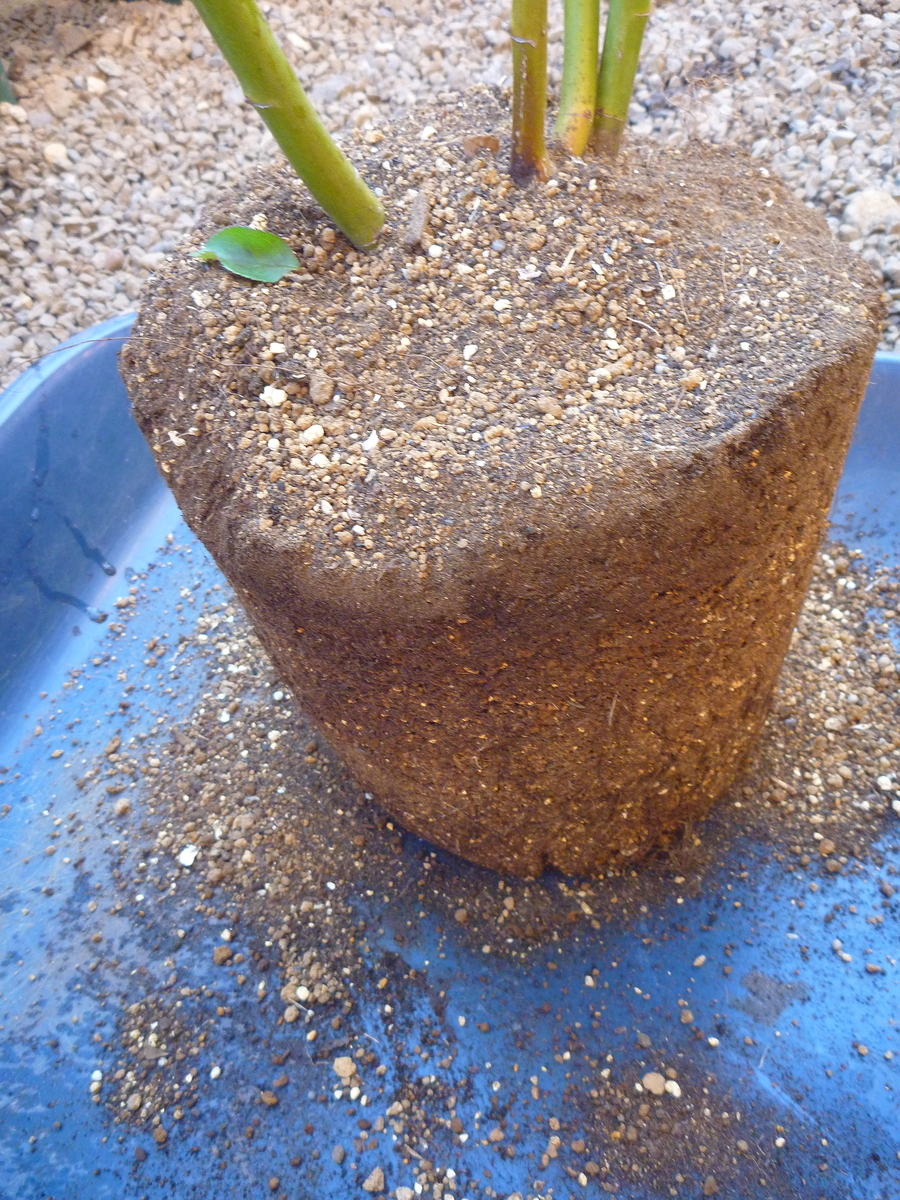 f:id:verandarosegarden:20191106184742j:plain f:id:verandarosegarden:20191106184742j:plain