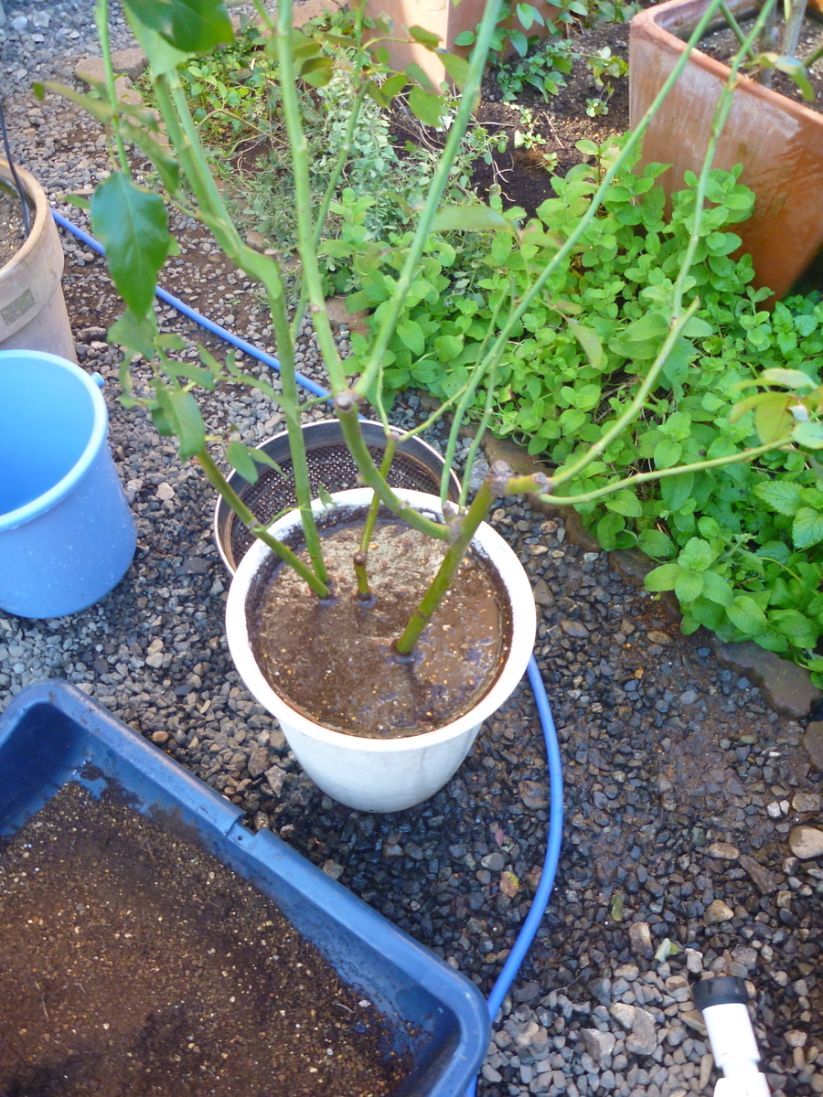 f:id:verandarosegarden:20191106185156j:plain f:id:verandarosegarden:20191106185156j:plain
