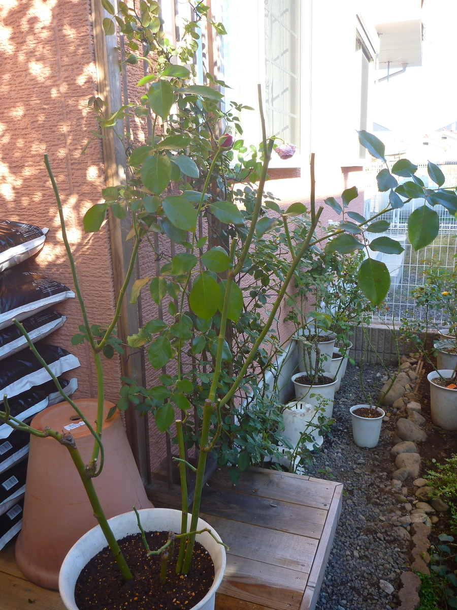 f:id:verandarosegarden:20191106185254j:plain f:id:verandarosegarden:20191106185254j:plain