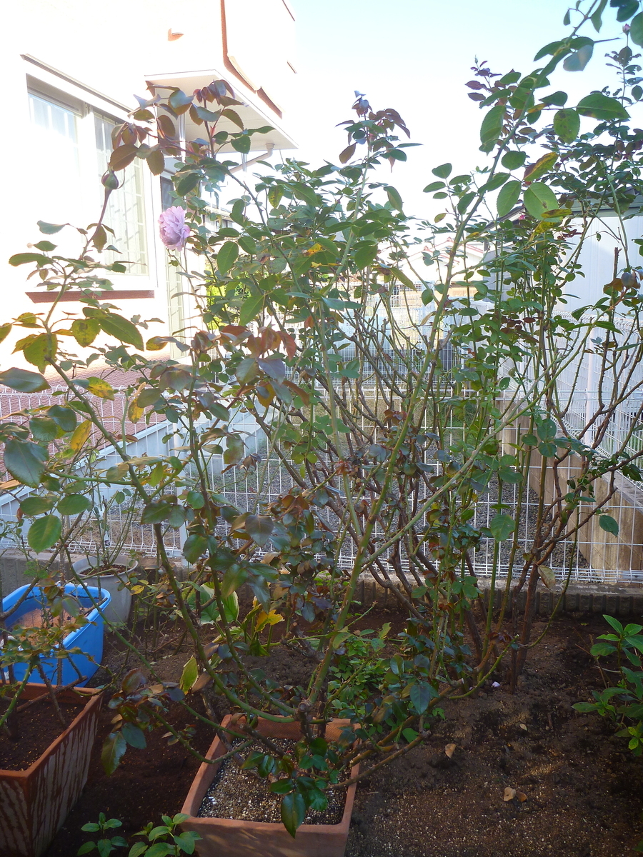 f:id:verandarosegarden:20191110103146j:plain f:id:verandarosegarden:20191110103146j:plain