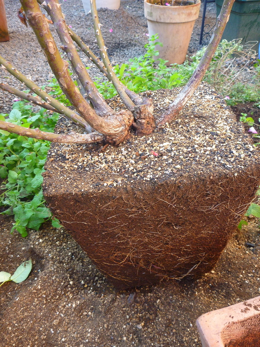 f:id:verandarosegarden:20191110105135j:plain f:id:verandarosegarden:20191110105135j:plain