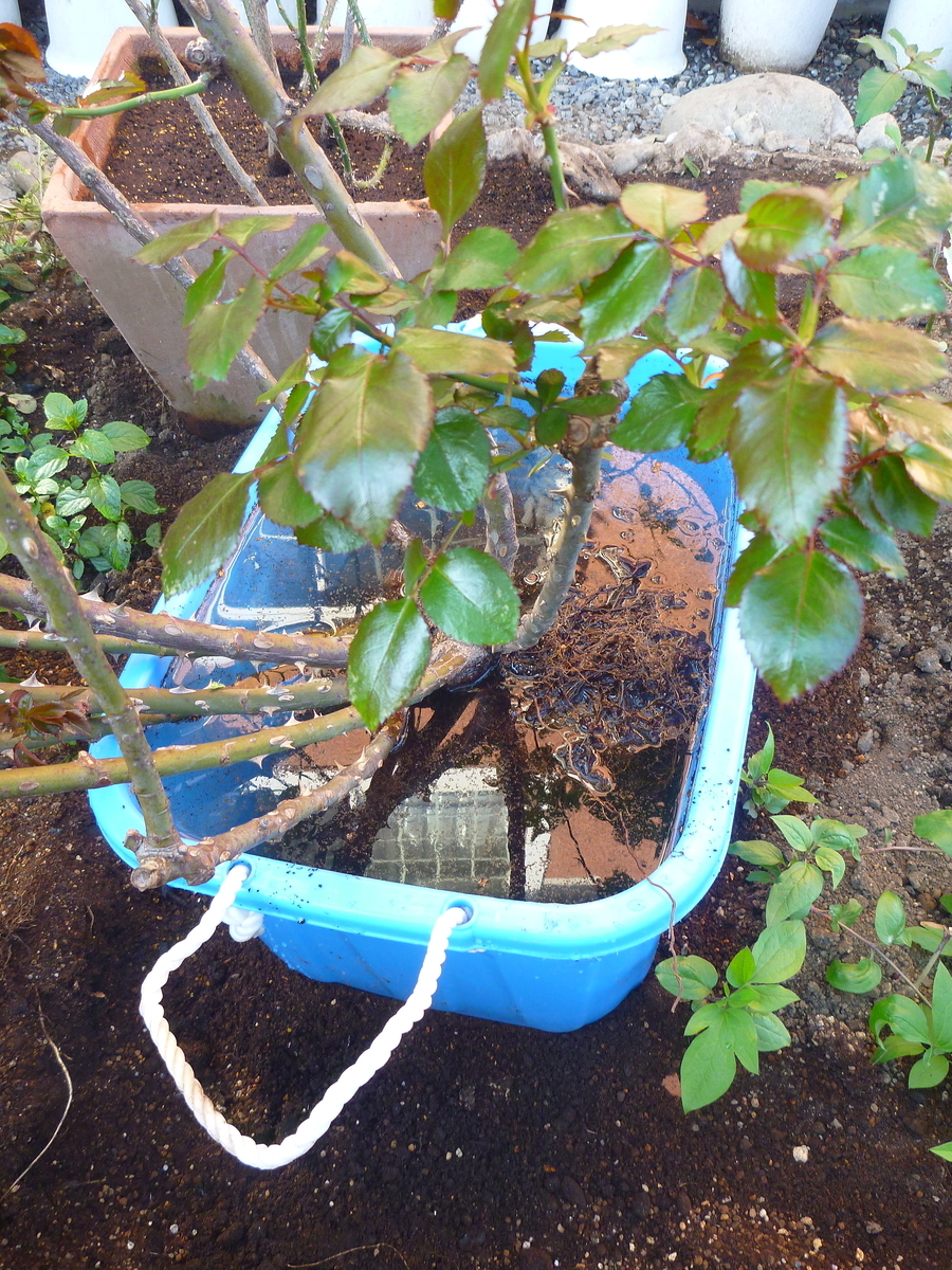 f:id:verandarosegarden:20191110105225j:plain f:id:verandarosegarden:20191110105225j:plain