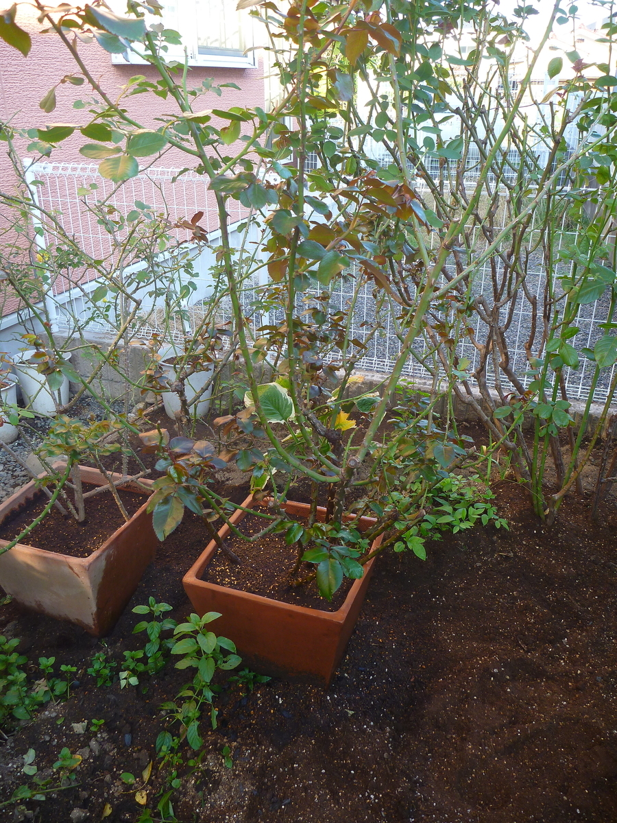 f:id:verandarosegarden:20191110105411j:plain f:id:verandarosegarden:20191110105411j:plain