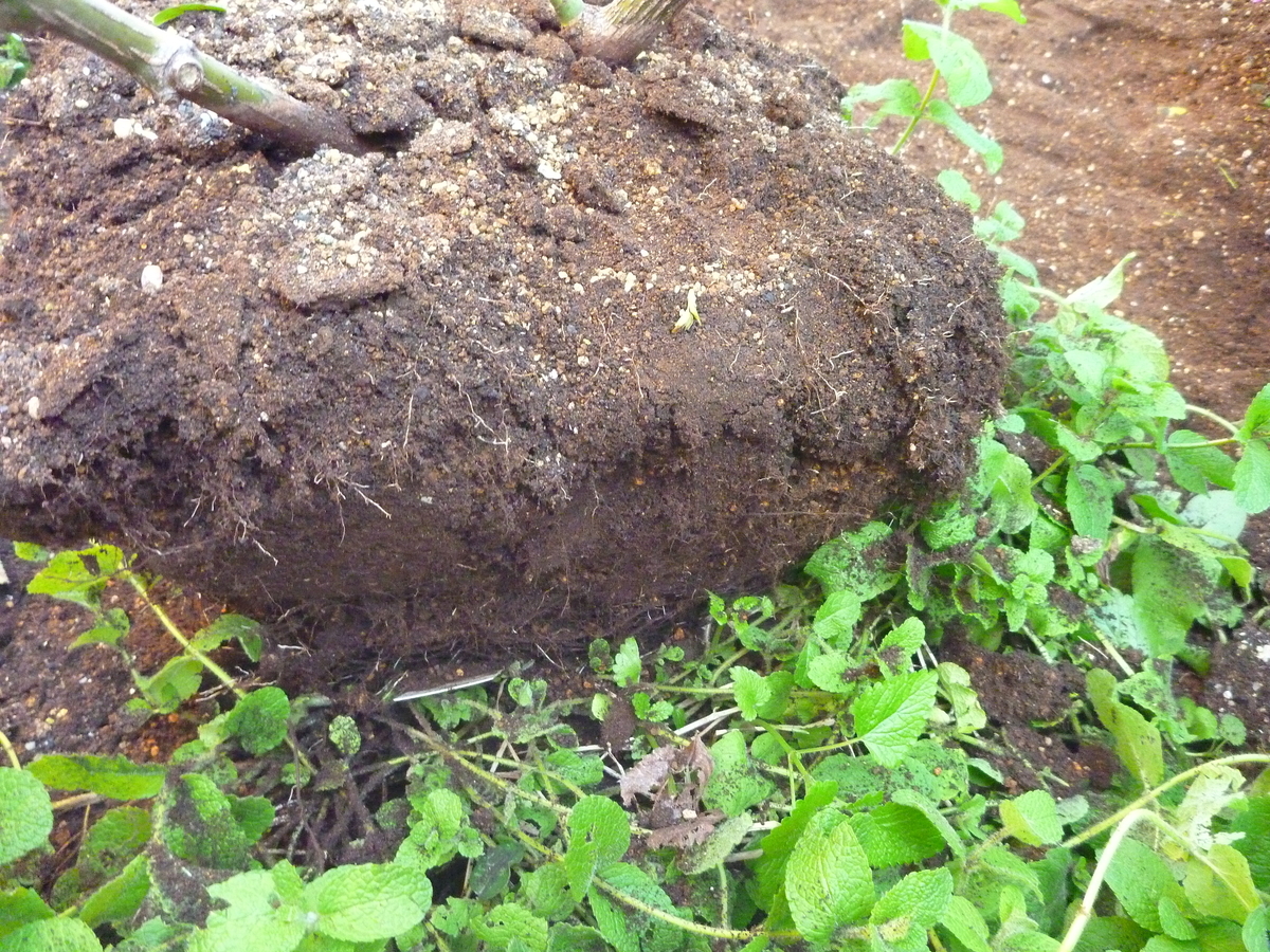 f:id:verandarosegarden:20191110123311j:plain