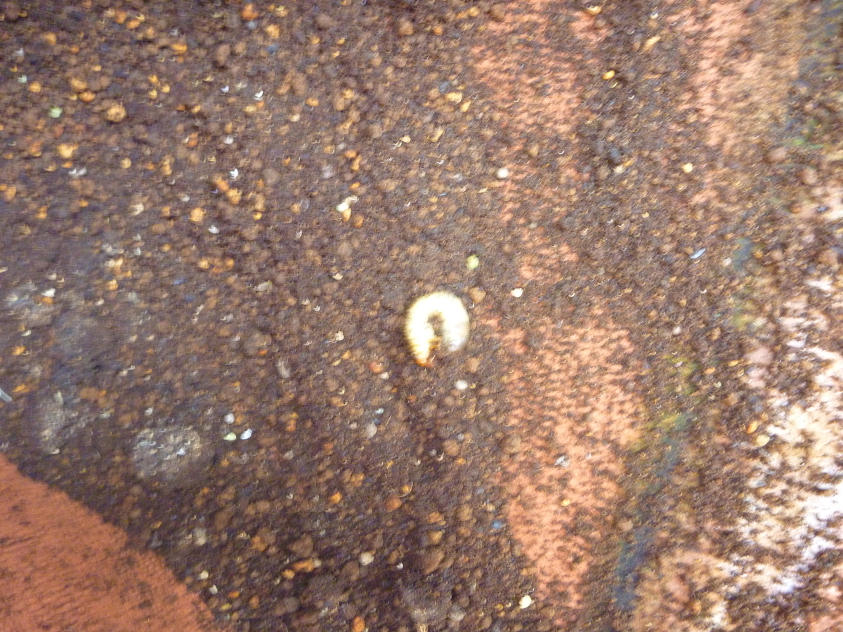 f:id:verandarosegarden:20191110123701j:plain