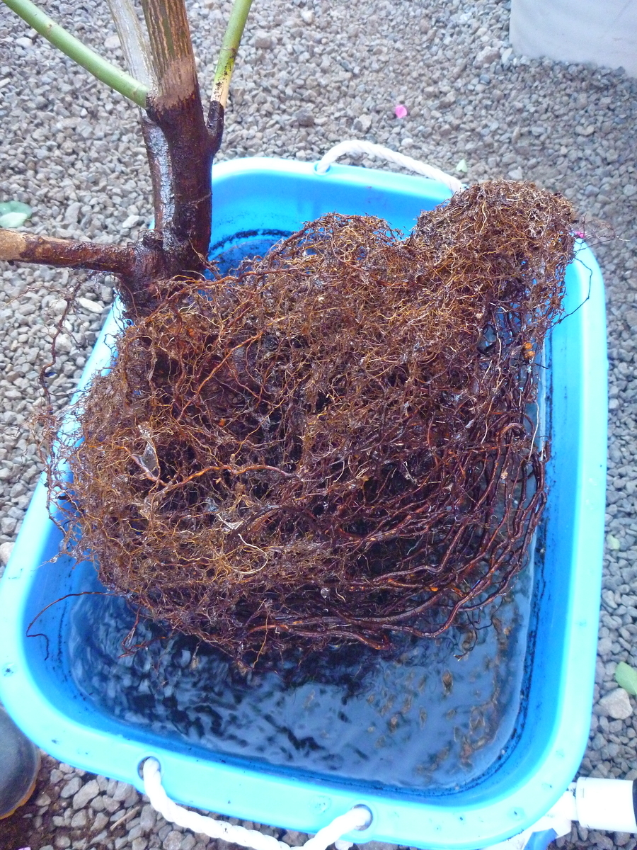 f:id:verandarosegarden:20191110123922j:plain