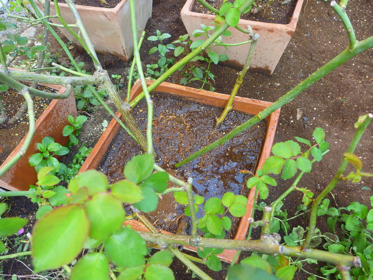 f:id:verandarosegarden:20191110124230j:plain